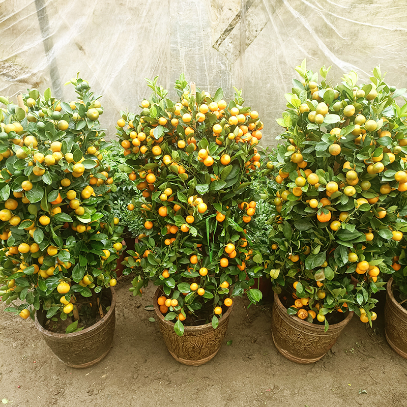 金桔树苗带果可食室内阳台庭院小橘子苗四季常绿植物盆栽景金桔苗