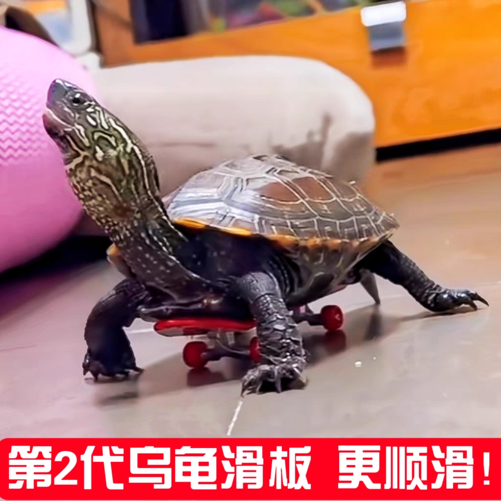 小乌龟滑板车合金手指指尖迷你玩具鹦鹉道具滑行桌面耐磨滑板宠物