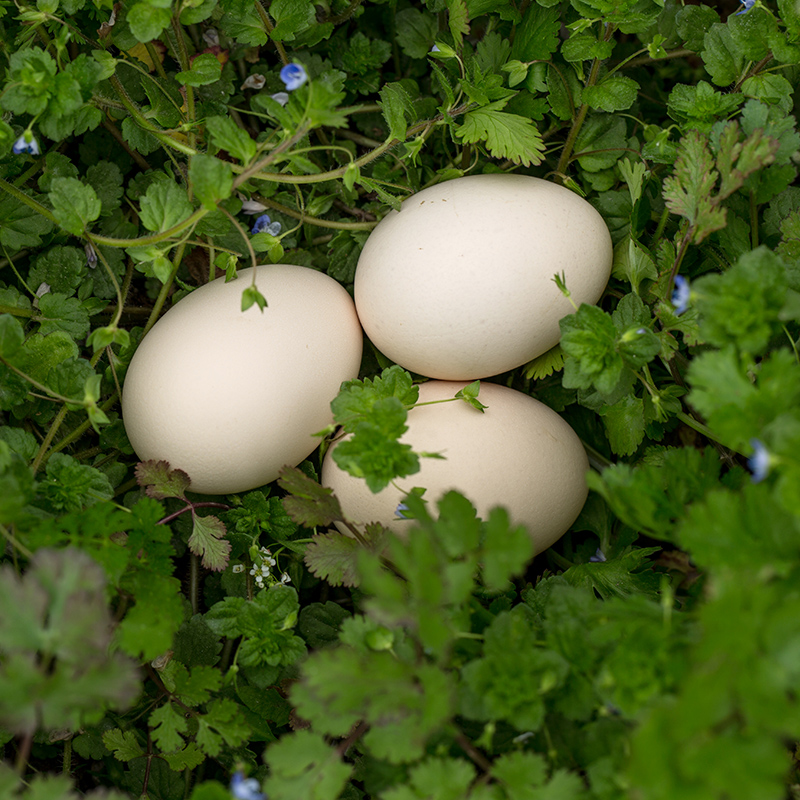 贵州遵义务川鸡蛋30个新鲜鸡蛋早餐营养月子蛋山林放养鲜鸡蛋