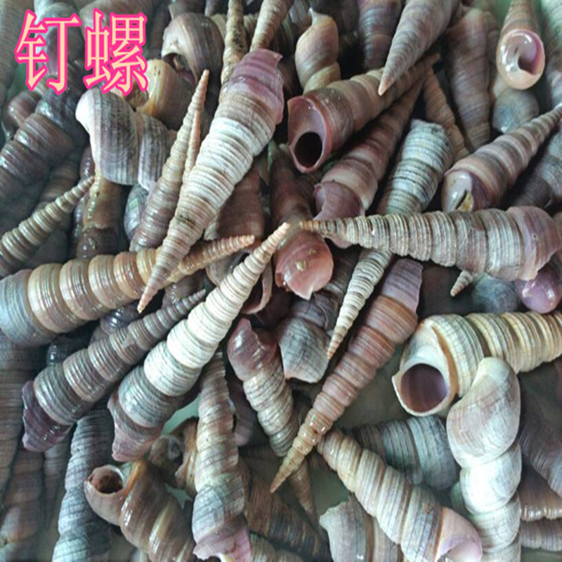 钉螺鲜活海鲜水产新鲜小海螺丝丁螺锥螺长螺海螺海瓜子贝类贝壳类