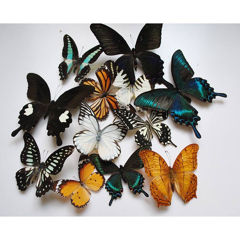 真蝴蝶标本幼儿园教学教具已展翅品种可自选DIY制作拍摄道具