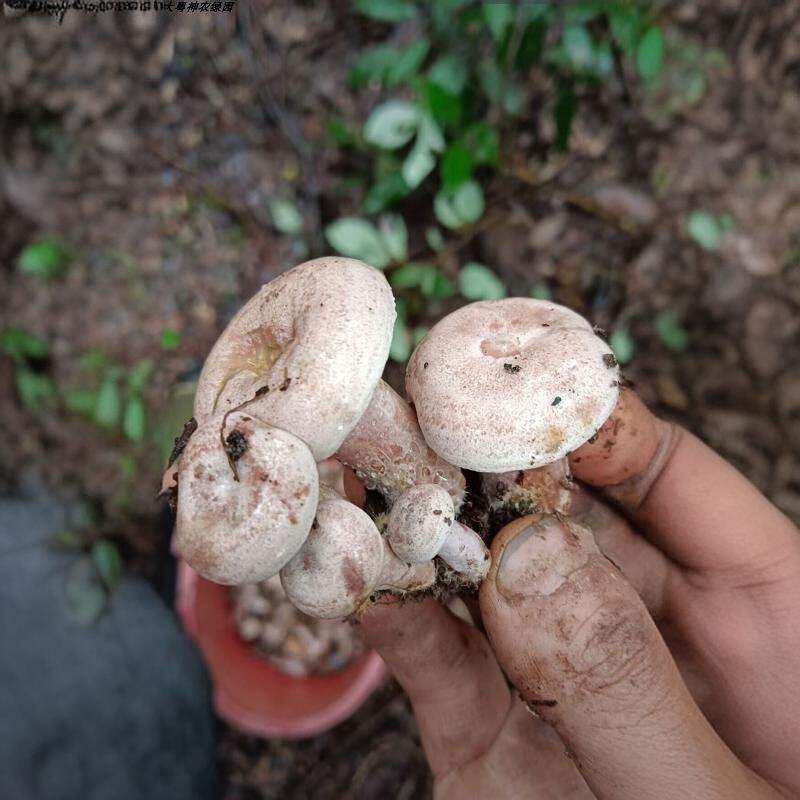 松树菌新鲜野生 大山产品天鹅菌小朵枞树菌乌色清甜菌菇现摘现发