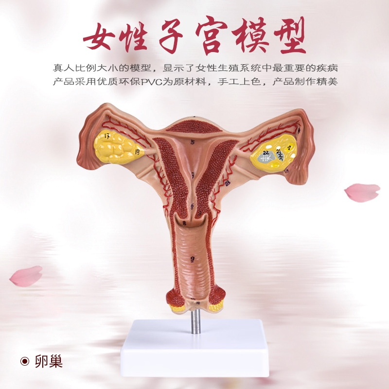 人体子宫解剖模型 女性生殖系统计生教育演示器材 厂家直销