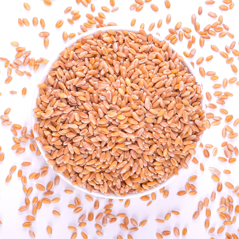 2021当季小麦3斤甘肃黄土高原农家自产青汁猫草杂粮带皮冬小麦粒