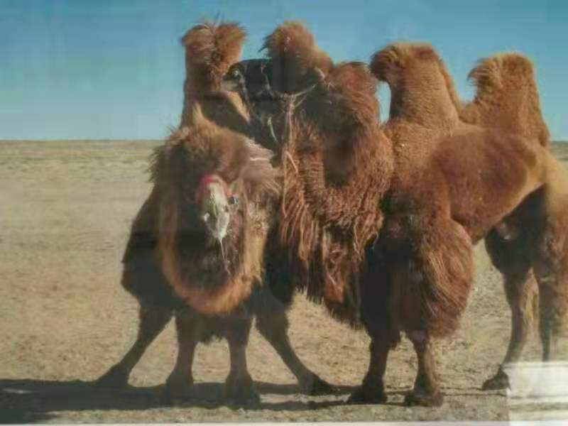 正品阿拉善纯骆驼毛可药 用什么被子床垫褥子垫被填充 500克包邮