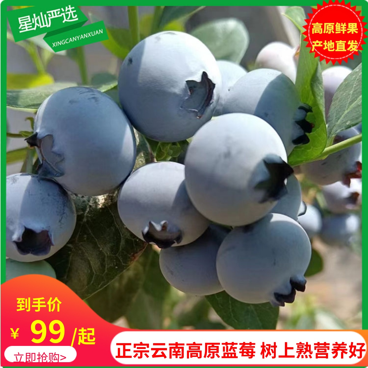 正宗云南高原蓝莓当季新鲜孕妇儿童水果营养宝宝辅食树上熟脆甜