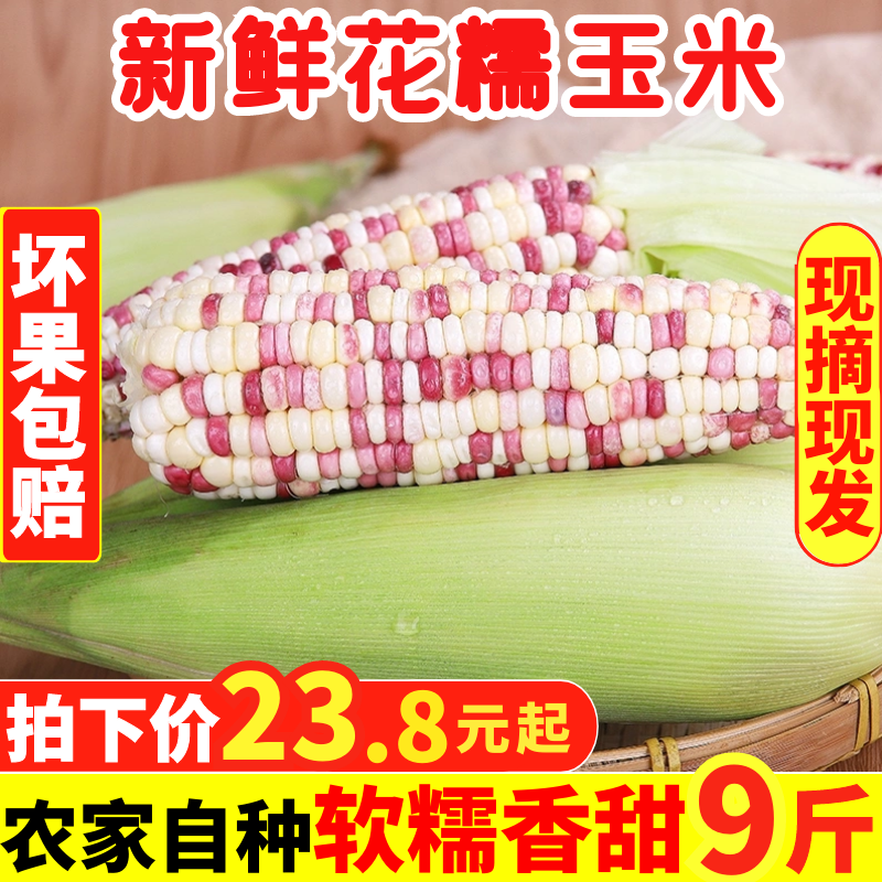 新鲜花玉米9斤非转基因玉米棒牛奶甜玉米孕妇粗粮彩糯水果玉米棒