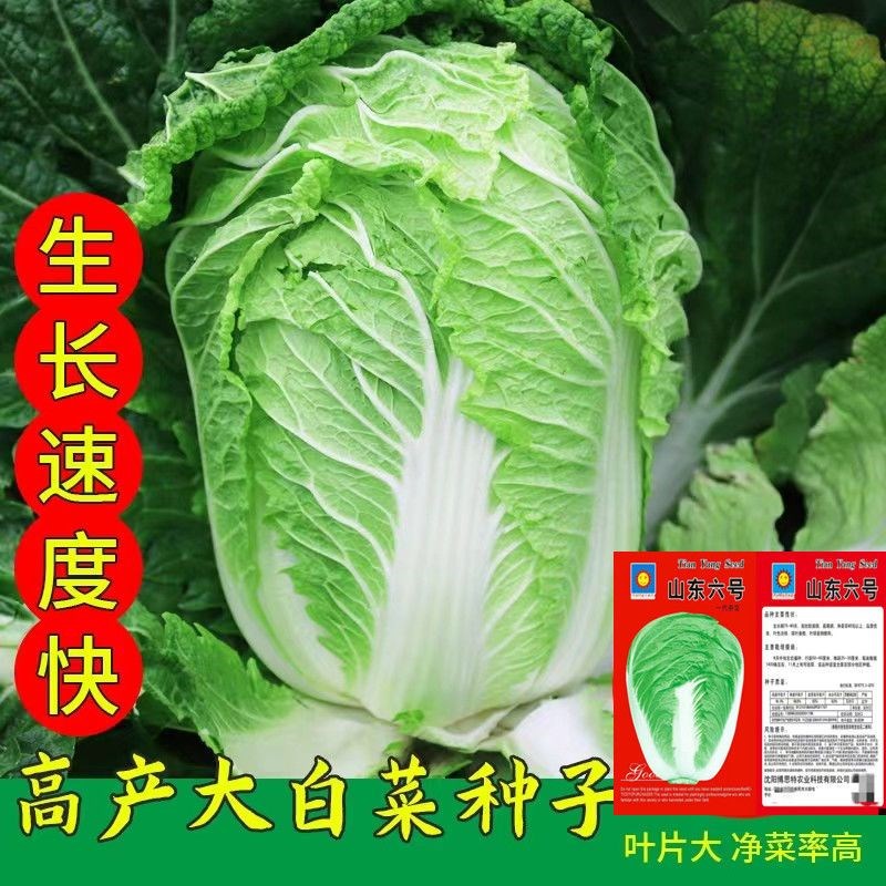 十八斤白菜种子火凤凰白菜种子高产早熟大白菜种孑秋冬季蔬菜种子