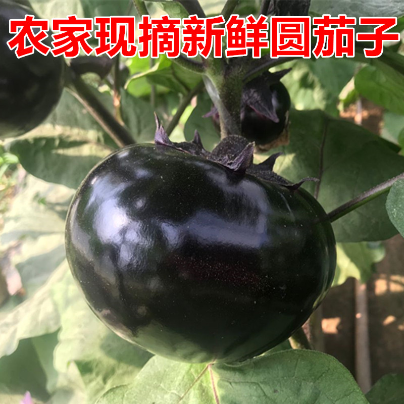 山东原产地农家圆茄子现摘新鲜蔬菜时令绿色天然圆茄紫茄子5斤