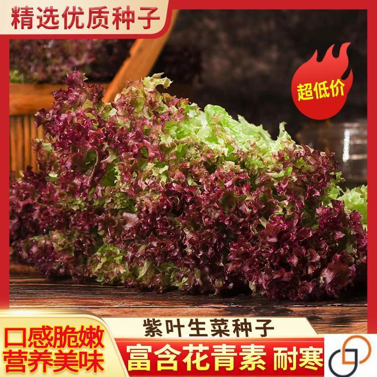 紫叶生菜种子  深紫色沙拉生菜红叶四季阳台小院盆栽种籽高产易种