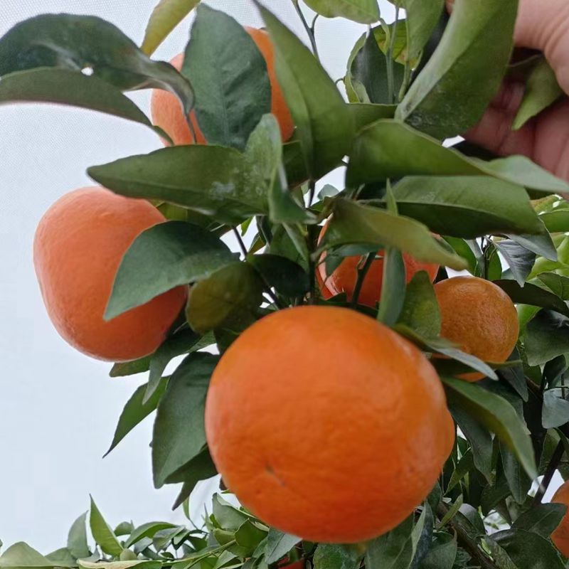 永州江永特产精选沃柑橘子不打蜡甜蜜素不用保鲜剂原产地果园直发