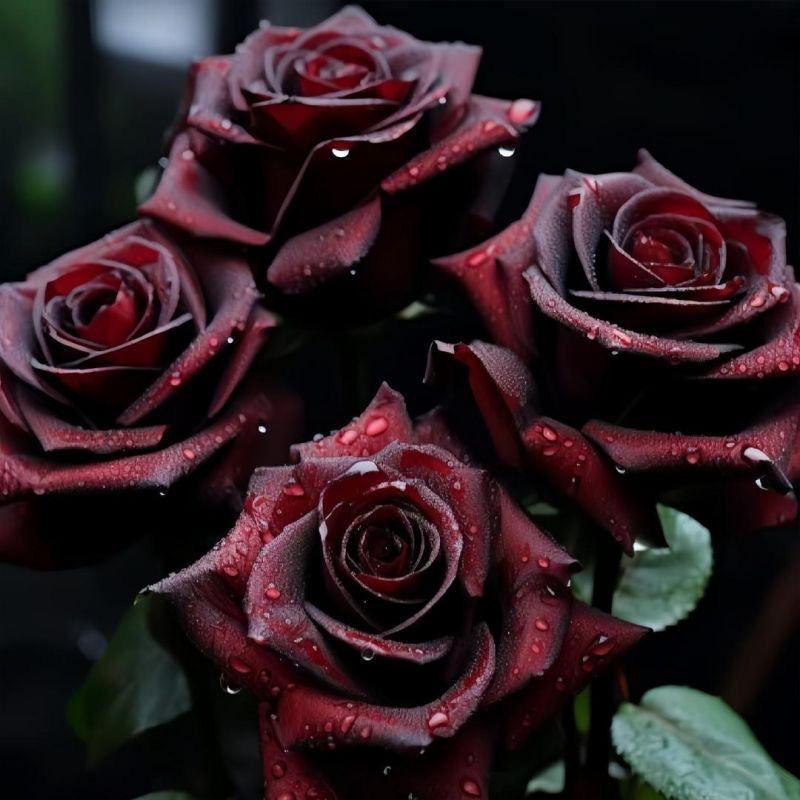 黑巴克玫瑰月季花大苗丝绒质感强暗红色四季开阳台庭院花卉绿植物