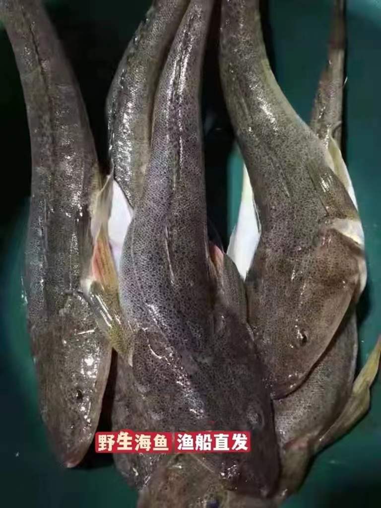 丹东海鲜海鱼辫子拐子鱼蛹鱼牛尾鱼5斤包邮鲜活水产冷冻发货