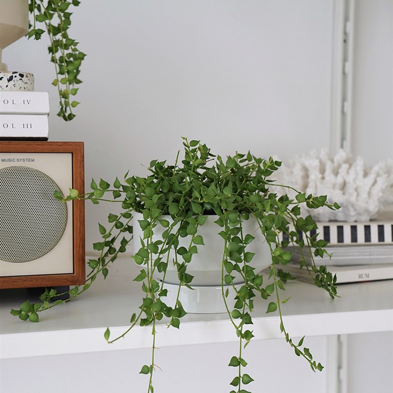 速发植物私生活 百万心串钱藤 小型耐阴垂吊植物 书桌隔板装饰绿