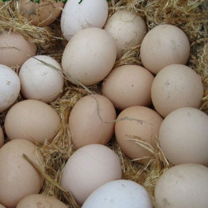 农家散养土鸡蛋 草鸡蛋孕妇月子蛋儿童老人食用走地鸡蛋当天新鲜