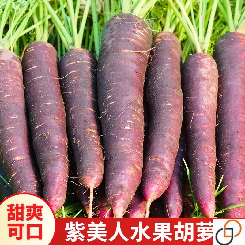 紫美人水果胡萝卜种子萝卜四季春季秋冬蔬菜农家胡萝卜种子籽甜脆