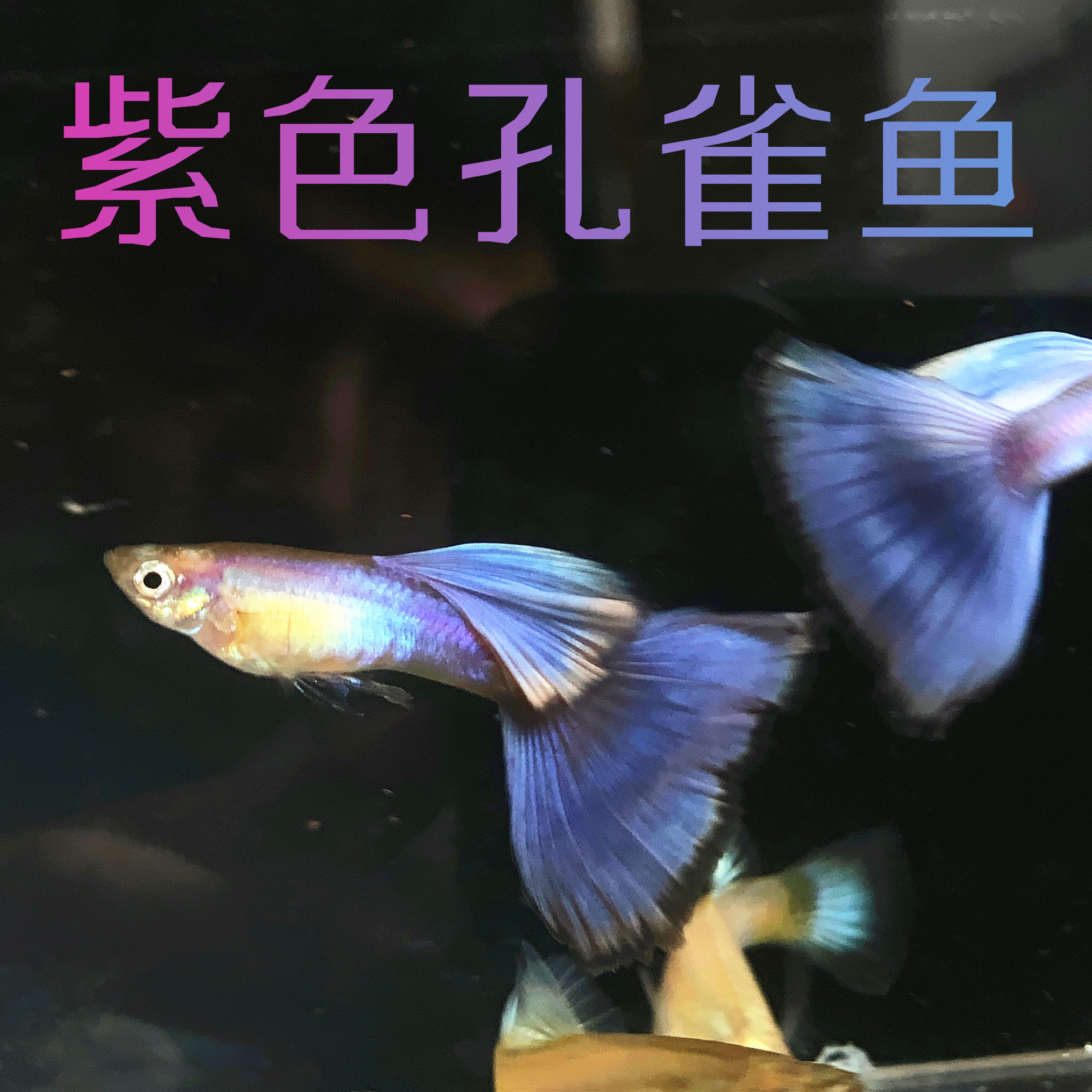 拉朱莉紫尾紫色孔雀鱼稀有特殊品种活体观赏鱼热带鱼