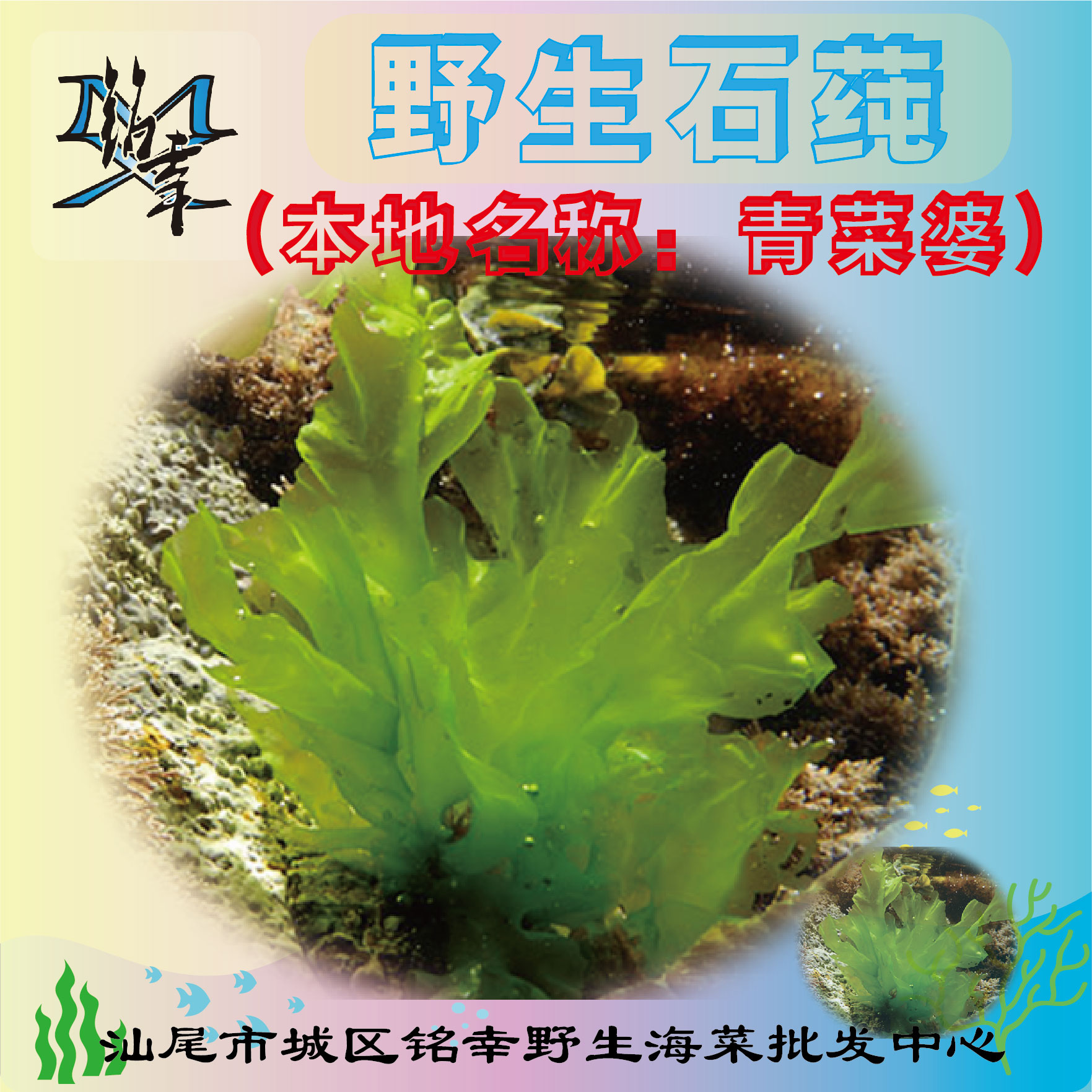 野生石莼青菜婆海白菜海青菜海莴苣绿菜青苔菜纶布汕尾特产海藻