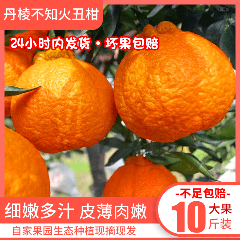 丹棱不知火丑橘 10斤特大果 四川丑八怪丑柑应季新鲜水果橘子包邮