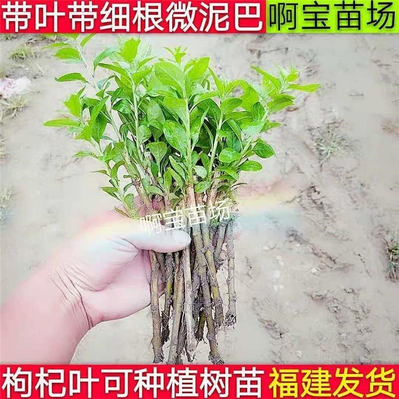 台湾叶用枸杞苗 菜用苟几苗食用枸杞菜 庭院阳台均可种植