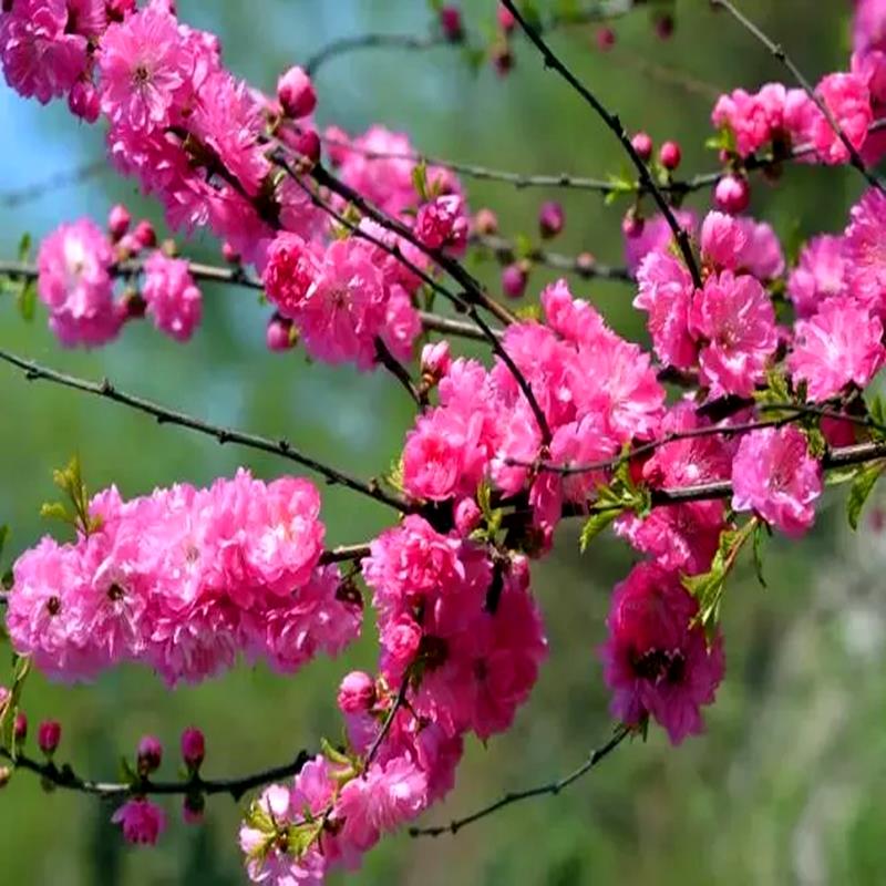榆叶梅花树苗盆栽重瓣庭院南北方多年生浓香红梅素心腊梅花卉耐寒