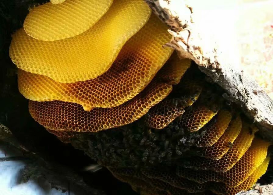 蜂蜜土蜂蜜纯正天然农家自产野生百花蜜无添加真蜂蜜