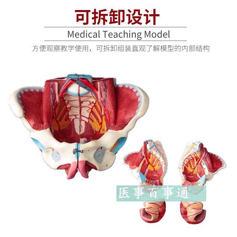 解剖骨盆模型女性骨盆附盆底肌和神经血管带腰椎盆骨生殖器