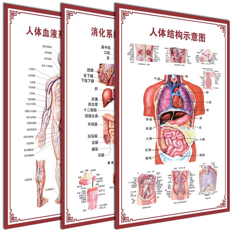 人体内脏解剖系统示意图医学骨骼肌肉器官血管血液结构图医院海报