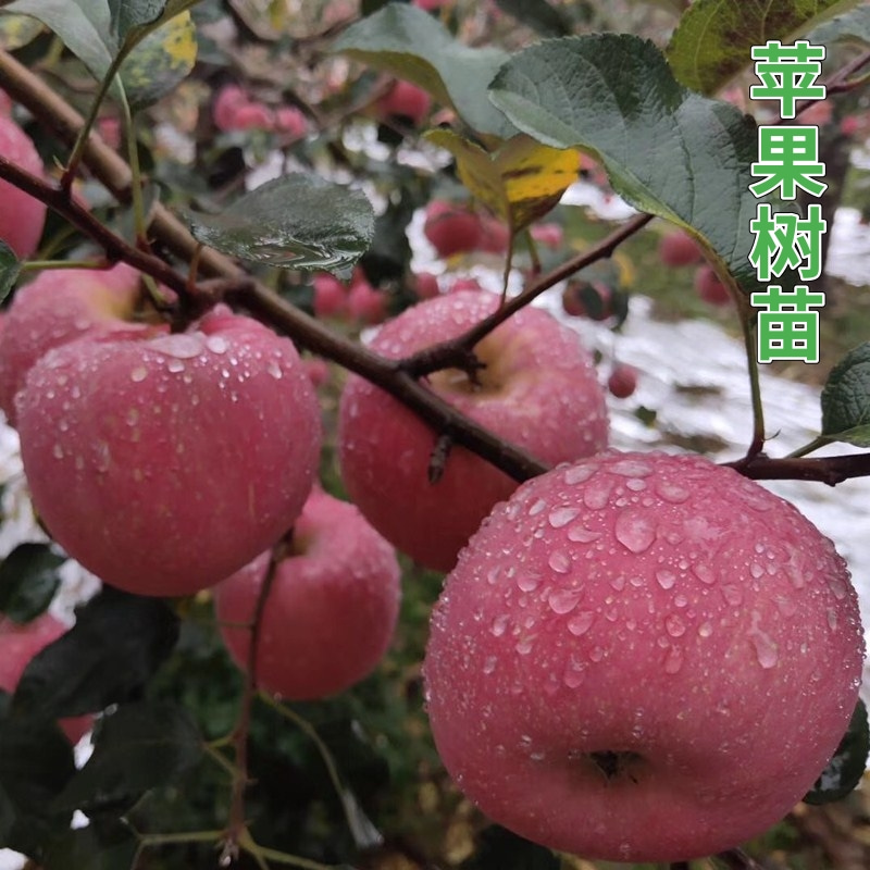苹果树果苗矮化盆栽地栽南北方种植当年结果特大嫁接红富士苹果苗