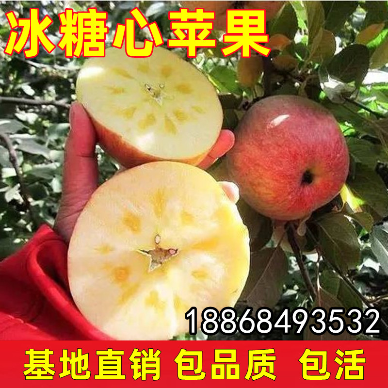 苹果苗 南北方种植红富士苹果 新疆阿克苏冰糖心苹果树苗当年结果