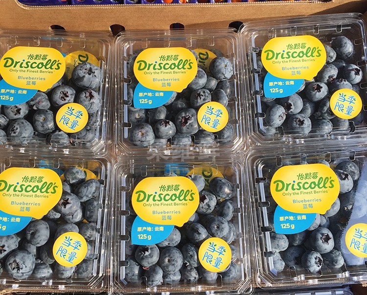 云南DRISCOLL'S怡颗莓限量版超大蓝莓125g*12盒/箱 当季新鲜水果