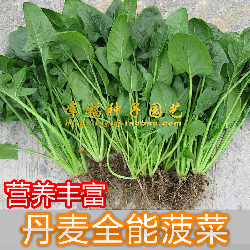 【全能菠菜种子】spinach秋冬天蔬菜种子 波菜种子 阳台种菜 耐寒