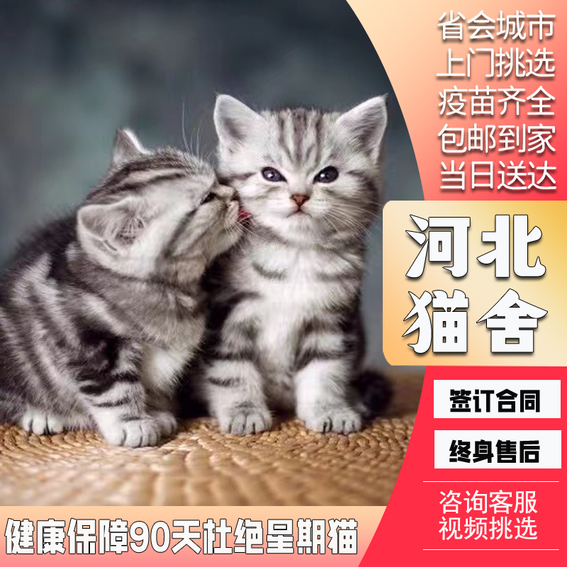 【河北猫舍】纯种美短猫活体虎斑猫矮脚猫宠物猫咪美短加白起司猫