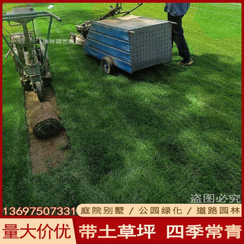 草皮真草坪绿化带泥地毯草马尼拉台湾草免修剪别墅庭院工程绿厂家