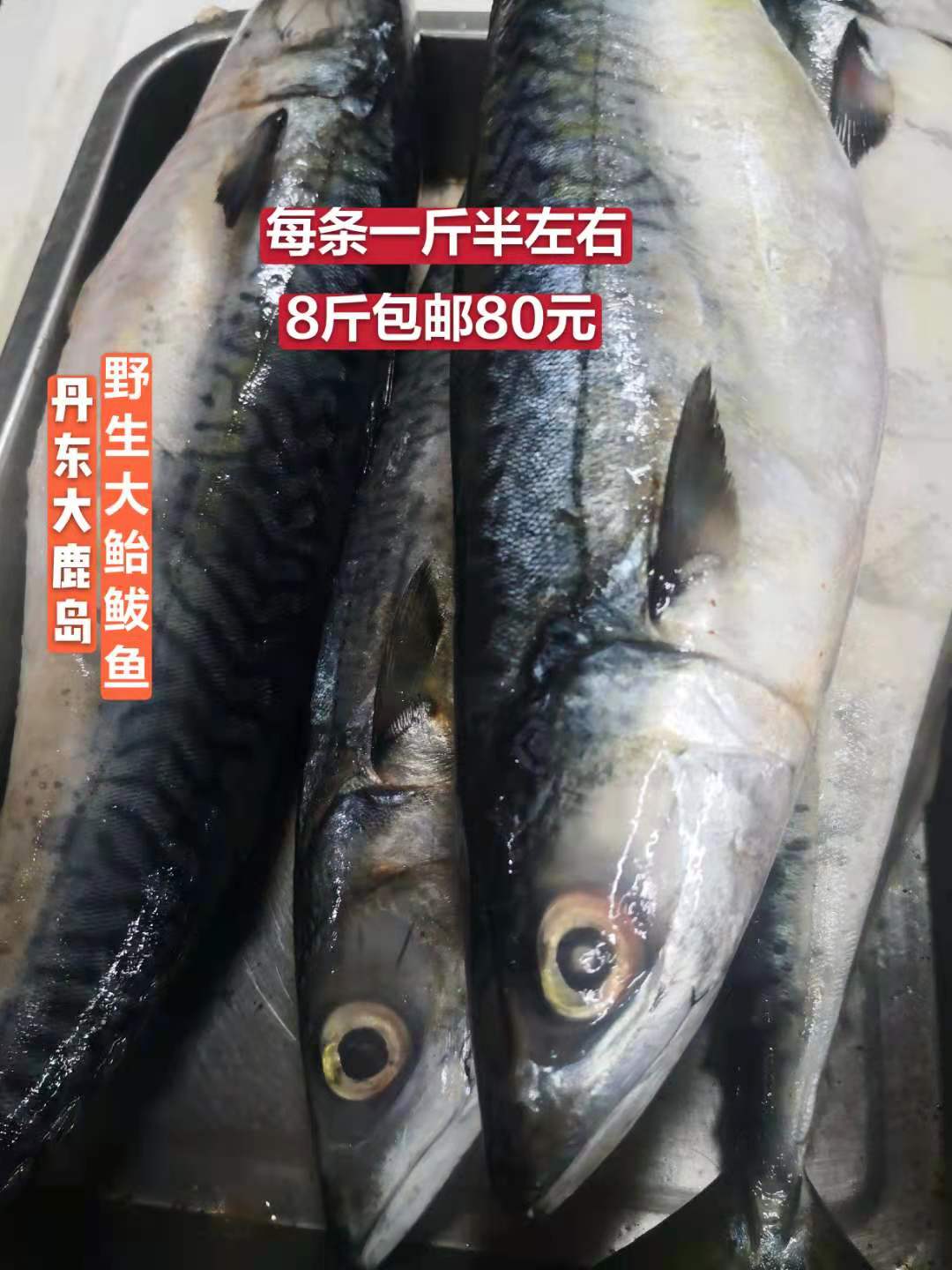 海杂鱼鲐鲅鱼丹东青条鱼青占鱼新鲜冷冻青花鱼海鲜水产8斤包邮