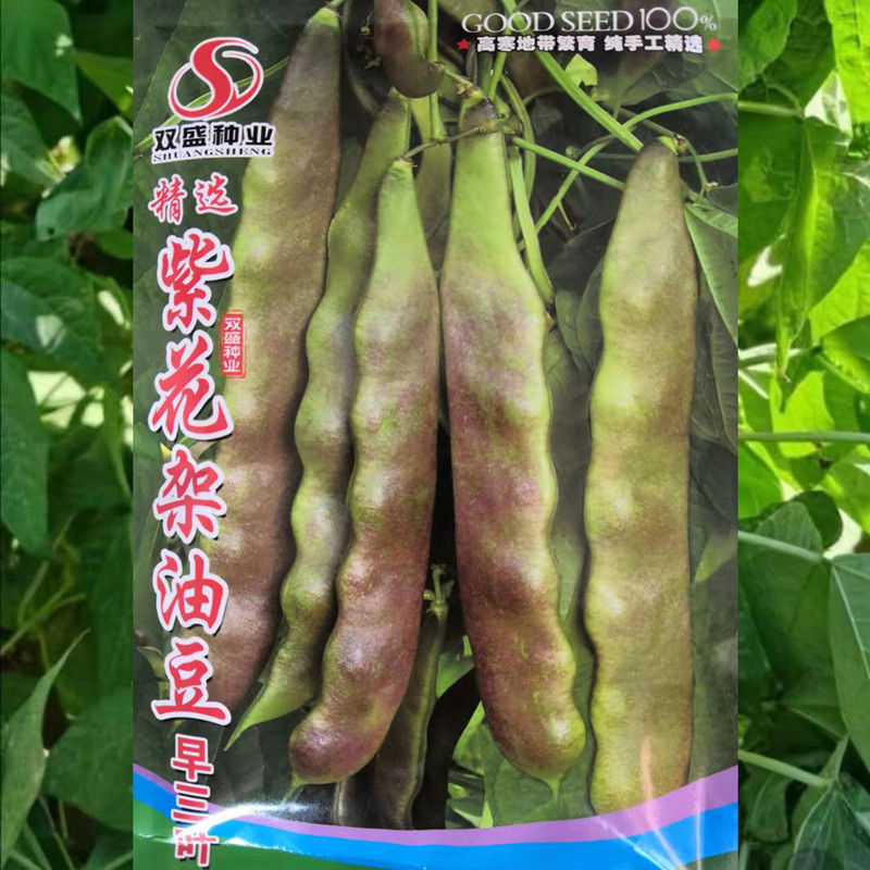 精品三叶紫花油豆种籽紫花油豆种子正宗东北油豆角种子菜种蔬菜孑