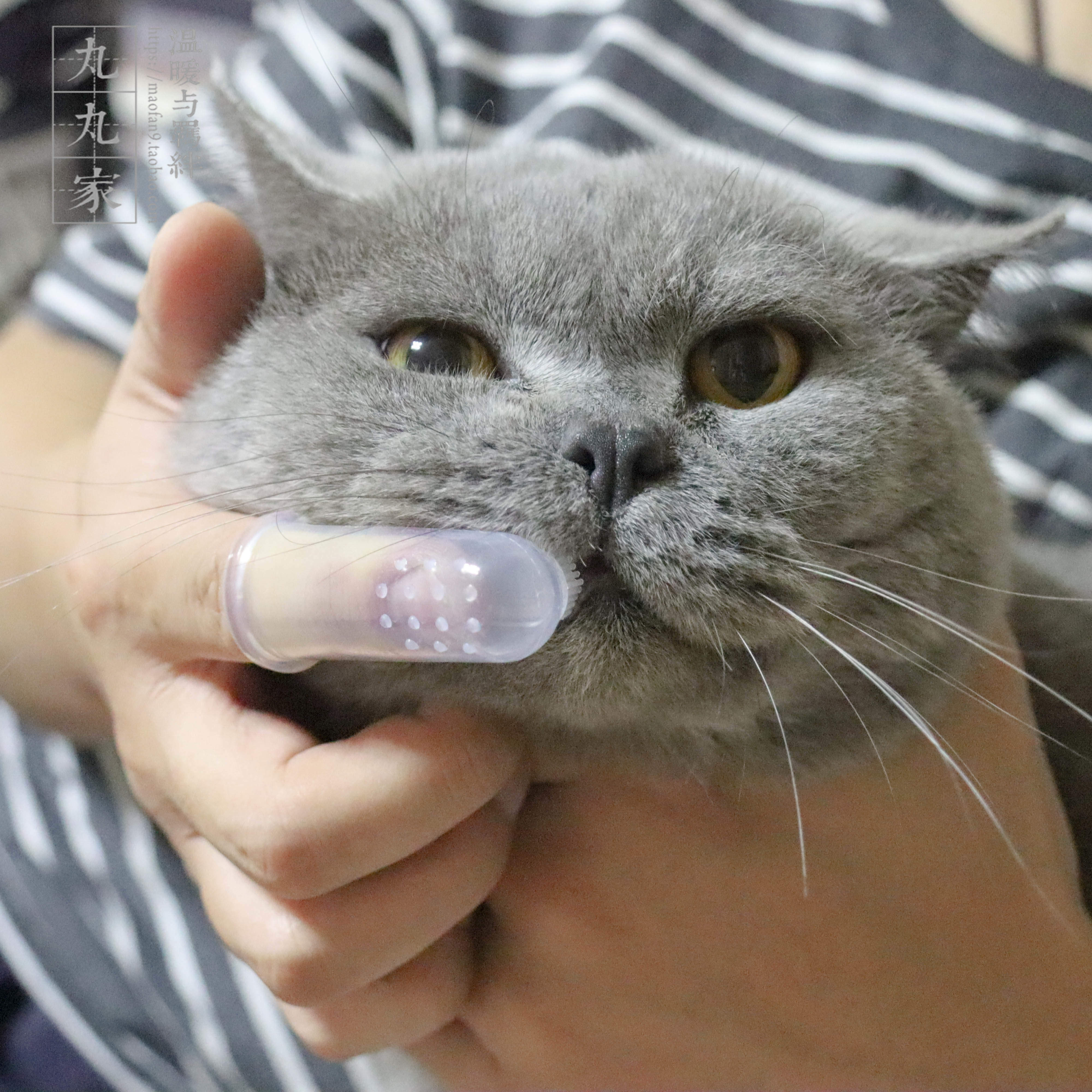 丸丸家 猫咪牙刷指套刷牙按摩手指套宠物牙齿口腔清洁猫除口臭