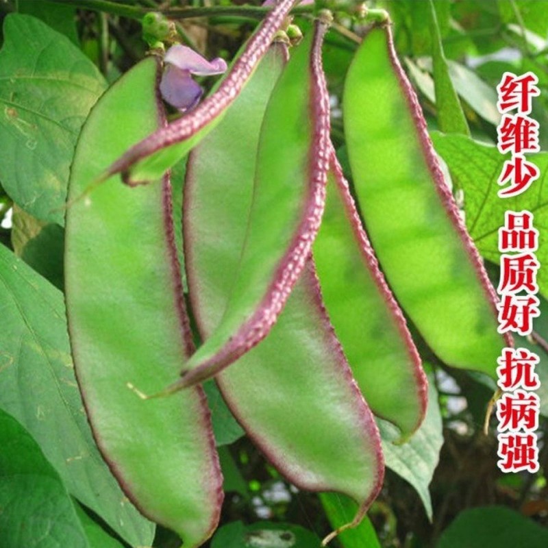紫边大扁豆种子 高产优质紫眉豆 红扁豆种地栽盆栽四季播蔬菜种子