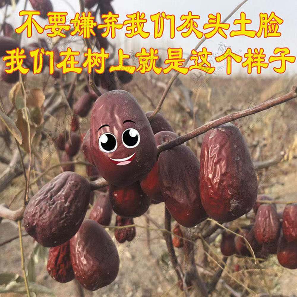【新货】新疆特产和田大红枣骏枣零食玉枣干枣5斤1斤