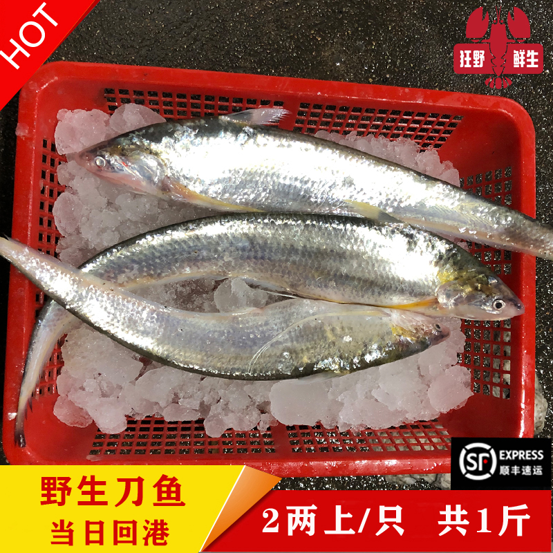天然凤尾鱼现捕江刀鱼新鲜冰鲜发货2两上/条  共1斤