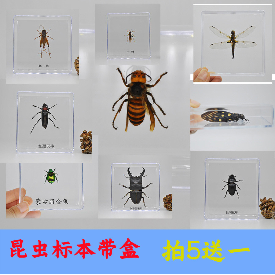 真昆虫标本已展姿带盒可打开高透明360°观察科普教学教具幼儿园
