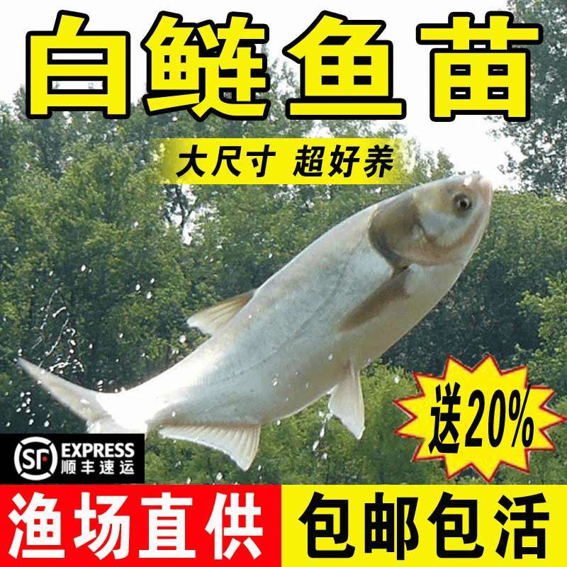 安徽优质大白鲢鱼苗鲢鳙淡水养殖大头鱼胖头花鲢白条鱼活体大型鱼