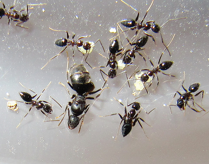 玉米毛蚁 宠物蚂蚁巢蚂蚁活体工坊城堡 北方霸主蚂蚁轻松繁殖上万