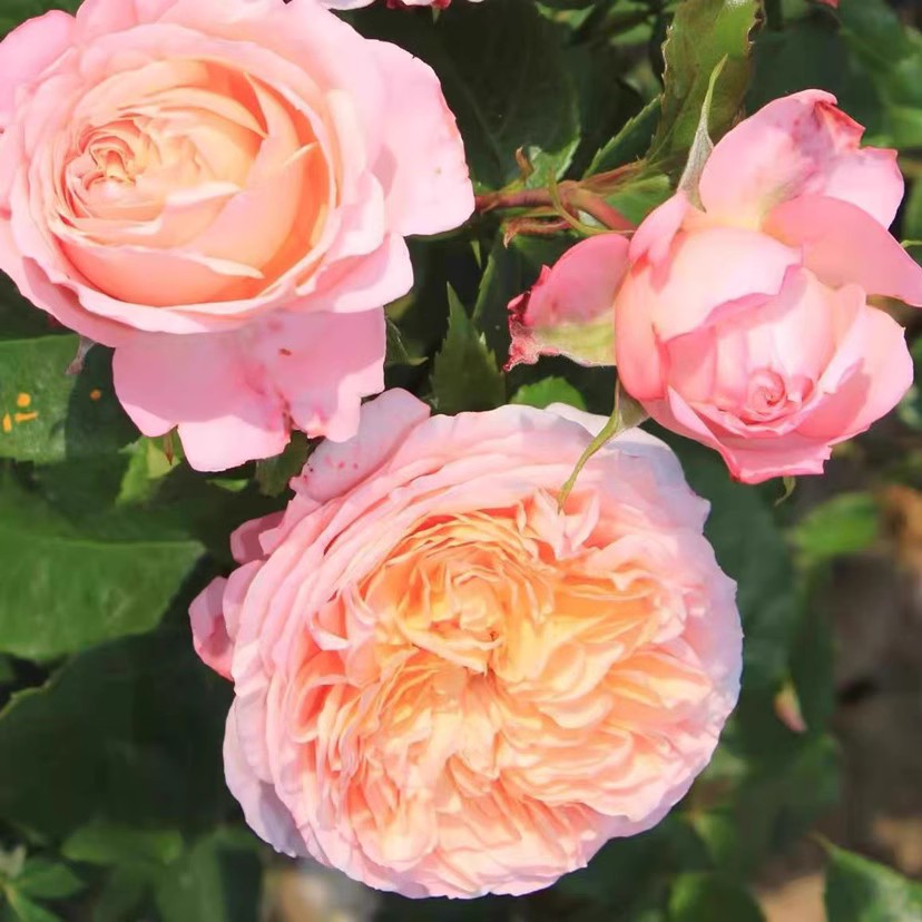 玫瑰香橙法国戴尔巴德灌木月季大花浓香抗病强丰花香易养阳台庭院