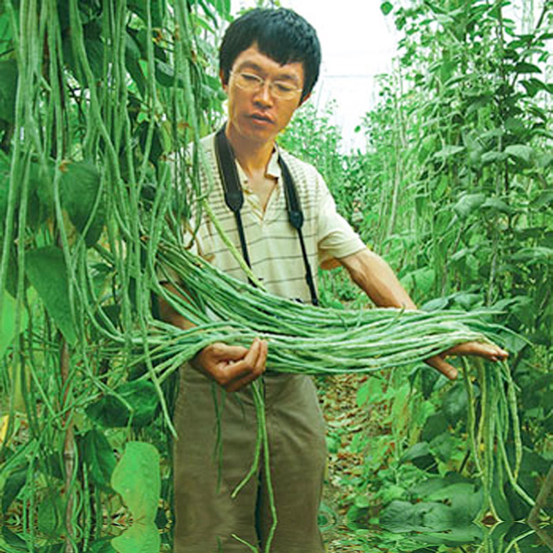 高产豇豆四季豆蔬菜种籽菜籽菜种孑早熟长豆角种子苗豆种南方籽种