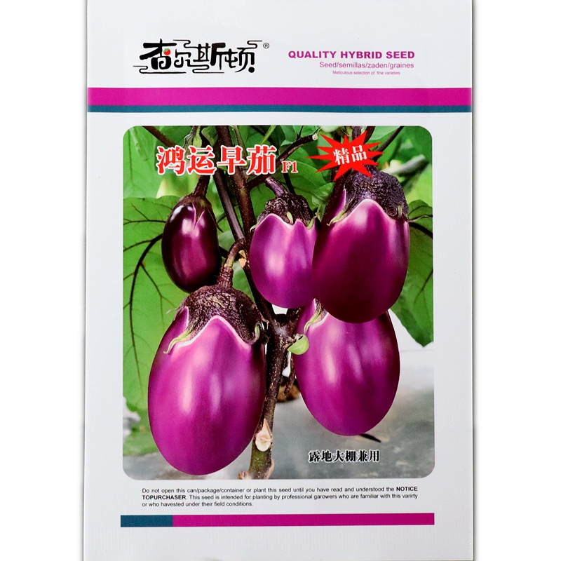 精品紫红茄原种极早熟鸿运早茄有光泽肉嫩白果实长椭圆型春秋栽培