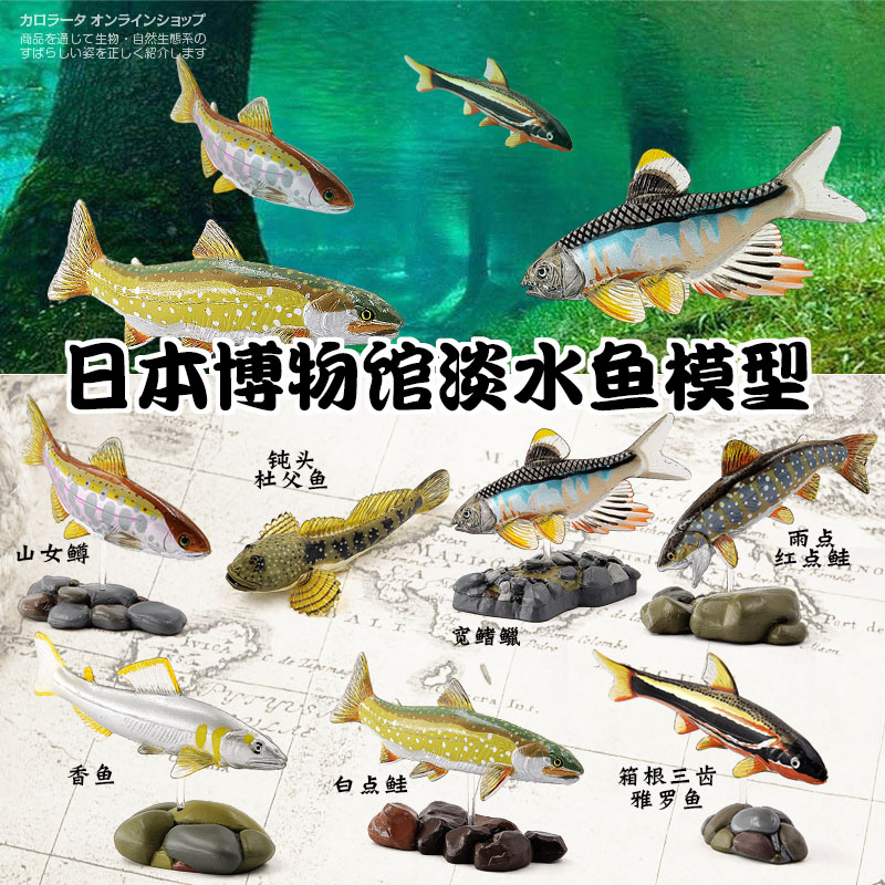 日本Colorata原装正品淡水鱼博物馆淡水鱼类河流湖泊生物收藏藏品