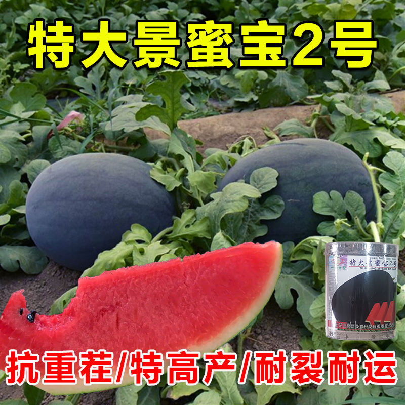 特大景蜜宝2号西瓜种子中晚熟杂交黑皮瓜种籽农家菜园大棚水果孑