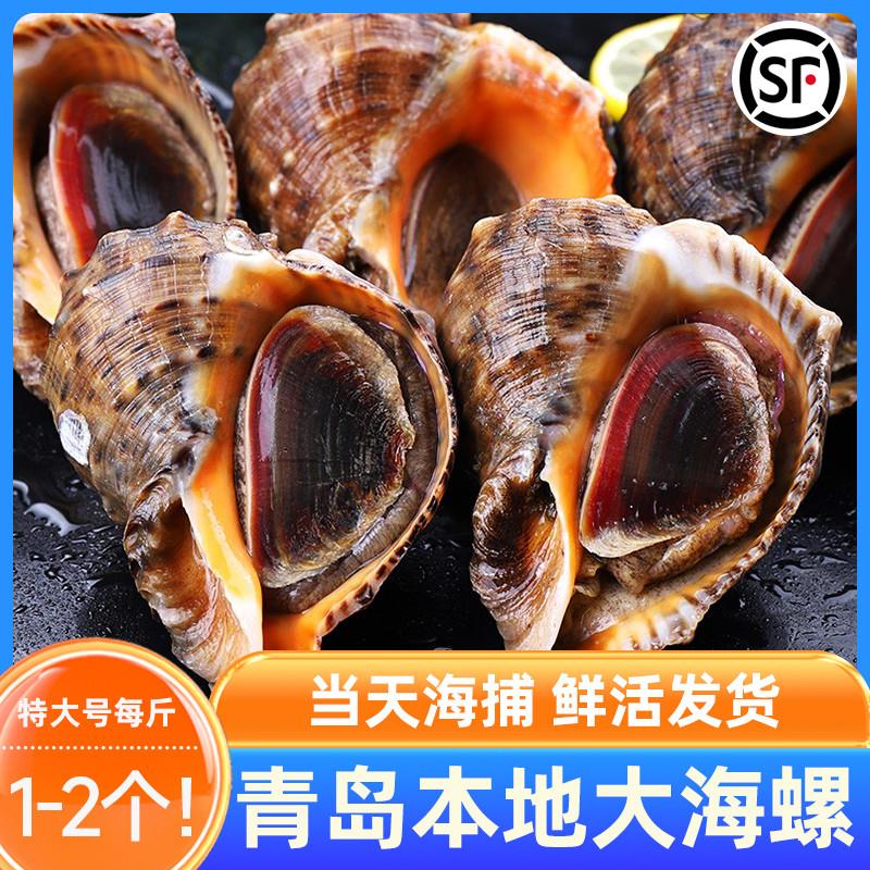 青岛大海螺鲜活响螺新鲜大号贝壳类青岛海鲜特产生鲜水产大花螺