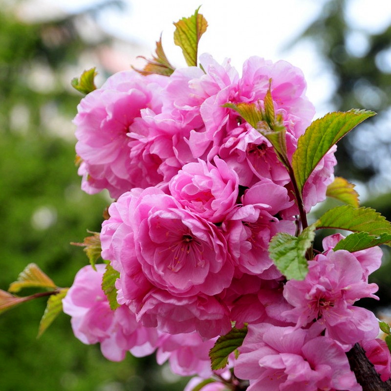 榆叶梅花树苗盆栽重瓣庭院南北方多年生浓香红梅素心腊梅花卉耐寒